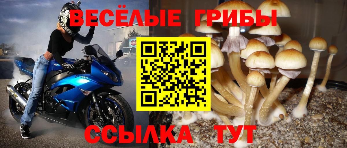 где можно купить   Псилоцибиновые грибы Psilocybine cubensis  Вход с VPN  Горячий Ключ 